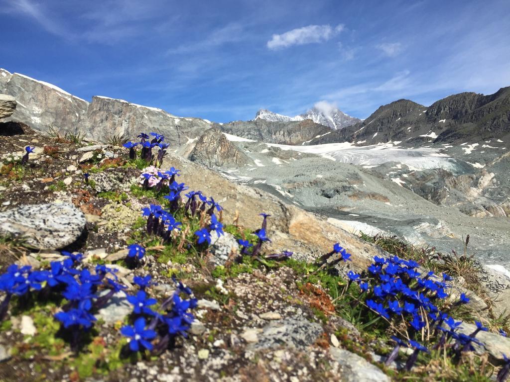 Elite Alpine Lodge - Apart & Breakfast Saas-Fee Esterno foto