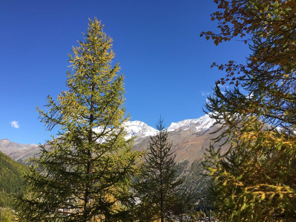 Elite Alpine Lodge - Apart & Breakfast Saas-Fee Esterno foto
